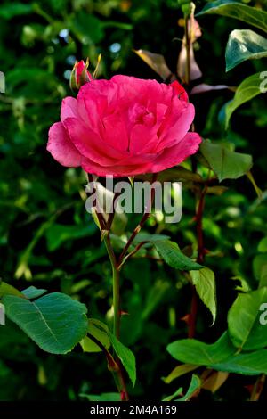 Una bella rosa rossa che cresce in un giardino fiorito su Vancouver Island British Columbia Canada. Foto Stock