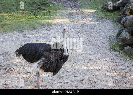 Struzzo a piedi in un recinto zoo Foto Stock