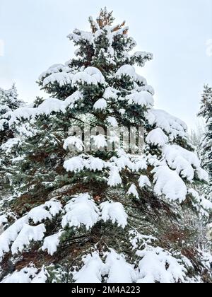 abeti coperti di neve su sfondo cielo blu Foto Stock