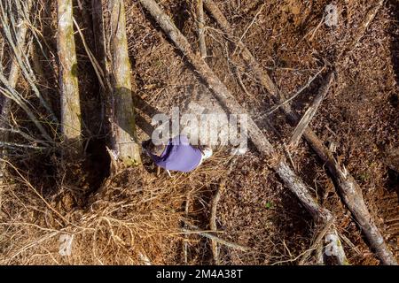 A seguito di una violenta tempesta di uragani, i lavoratori municipali tagliano l'albero sradicato nel parco. Foto Stock