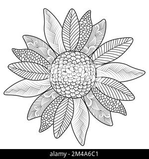 girasole di pagina da colorare zentangle con disegno decorativo di fondo fiore Illustrazione Vettoriale