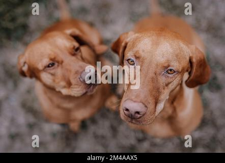 Due cani da deerhound seduti all'aperto Foto Stock