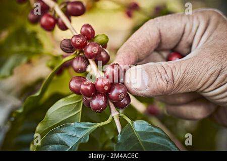 Chicchi di caffè rossi in mani contadini nel nord della Thailandia. ingrediente alimentare, fuoco selettivo Foto Stock