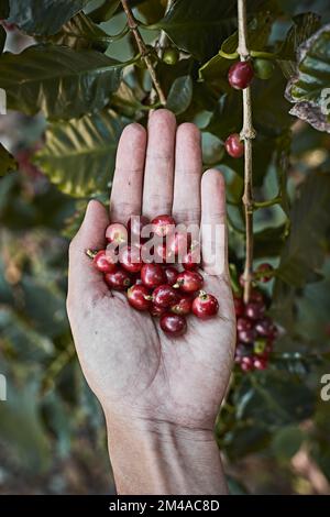 Chicchi di caffè rossi in mani contadini nel nord della Thailandia. ingrediente alimentare, fuoco selettivo Foto Stock