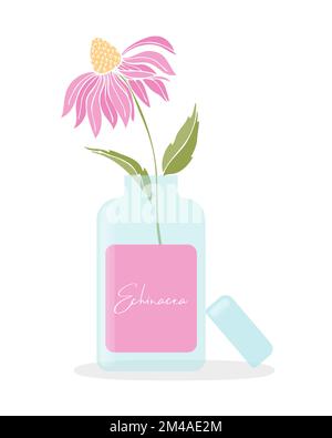 Echinacea purpurea pianta. Fiori di Echinacea con bottiglia blu . Estratto, integratore, olio naturale, erbe medicinali. Illustrazione vettoriale Illustrazione Vettoriale