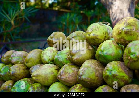 Verde acqua di cocco che vende nelle strade, che vende acqua di cocco sulla strada, verde acqua di cocco è buono per la salute Foto Stock