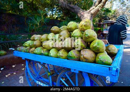 Verde acqua di cocco che vende nelle strade sul carro, crudo acqua di cocco che vende acqua di cocco su strada, Foto Stock