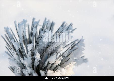 Ramo di pino coperto di neve. Sfondo naturale di Natale. Neve soffice sui rami di pino. Pino con lunghi aghi belli. Rami di pino ricoperti di gelo Foto Stock