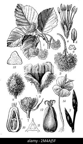 Faggio, Fagus sylvatica, (enciclopedia, 1898), Buche, hêtre Foto Stock