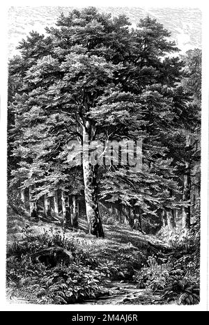 Faggio, Fagus sylvatica, (libro di botanica, 1899), Buche, hêtre Foto Stock