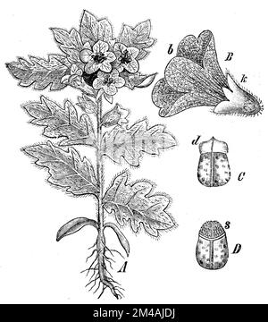 Nightshade puzzolente o henbane nero, Una pianta intera, fiore B, visto dal lato: b. Corolla; K. calyx. C. capsula, liberata dal calice; d. coperchio, D. capsula senza coperchio; s. Seed., Hyoscyamus niger (libro scolastico, 1908), Schwarzes Bilsenkraut, A ganze Pflanze, B. Blüte, von der Seite gesehen: b. Blumenkrone; K. Kelch. Kapsel, vom Kelche befreit; d. Deckel, D. Kapsel ohne Deckel; s. same, jusquiame noireA. Plante entière, B. Fleur, vue de Côté : b. Corolle de la fleur ; K. Calice. C. Capsule, libérée du calice ; d. Opercule, D. Capsule sans opercule ; s. Graine Foto Stock