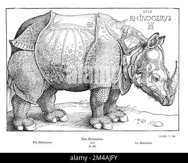 Rinoceronte indiano, rinoceronte corazzato di Albrecht Dürer, dopo un esemplare portato al menagerie del Palazzo Ribeira a Lisbona, Portogallo, nel 1515., Rhinoceros unicornis, Dürer, Albrecht (1471-1528) (Holzschneider) (, ), Panzernashorn von Albrecht Dürer, nach einem 1515 in die Menagerie im Ribeira-Palast a Lissabon, Portogallo, gebrachten Exemplar, Rhinocéros indien, Rhinocéros cuirassé d'Albrecht Dürer, d'après à, Palais de la béportage de à, 1515 Foto Stock