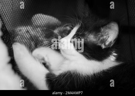 Ritratto in bianco e nero di un piccolo gattino molto giovane. Kitty con gli occhi grandi primo piano su un lenzuolo. Adorabile gatto bambino con il viso carino. Sho americano carino Foto Stock