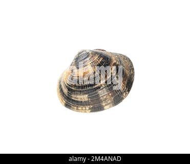 Clam fresco chiuso isolato su sfondo bianco Foto Stock