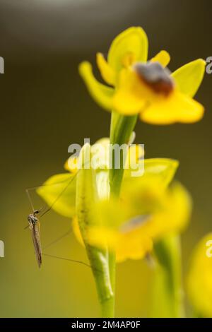 Primo piano morbido fuoco di zanzara selvatica che striscio su gemma di ophrys lutea fiore crescente in natura Foto Stock