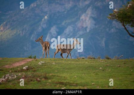 Cervi che guardano lontano mentre pascolano sul pendio erboso della cresta di montagna dei Pirenei il giorno d'estate in Spagna Foto Stock