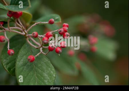 Primo piano di piccoli bacche rosse sui rami del tardo cotoneaster con foglie verdi che crescono nella foresta Foto Stock