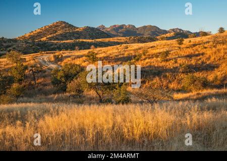 Santa Rita Montagne, alba, sopra Ophir Gulch, vista dalla FS 163 strada, Coronado National Forest, Arizona, Stati Uniti Foto Stock
