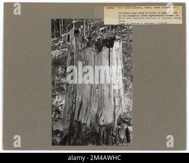 Monumenti storici - Idaho. Fotografie relative alle foreste nazionali, alle pratiche di gestione delle risorse, al personale e alla storia culturale ed economica Foto Stock