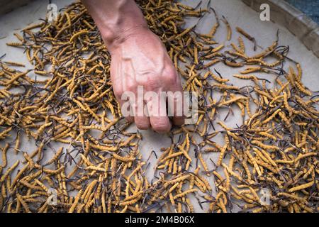 Selezionando il bruco Fungus o Yartsa Gumbu (Ophiocordyceps sinensis) per la vendita. Il fungo caterpillar è considerato un afrodisiaco e un rimedio Foto Stock