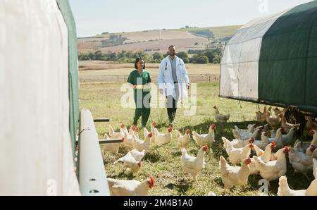 Infermiera di pollo, fattoria e veterinario con medico per l'ispezione sanitaria delle uova. Pollame, agricoltura e veterinario squadra medica, uomo e donna che si prepara Foto Stock