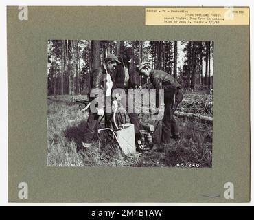 Controllo delle malattie - Wyoming. Fotografie relative alle foreste nazionali, alle pratiche di gestione delle risorse, al personale e alla storia culturale ed economica Foto Stock