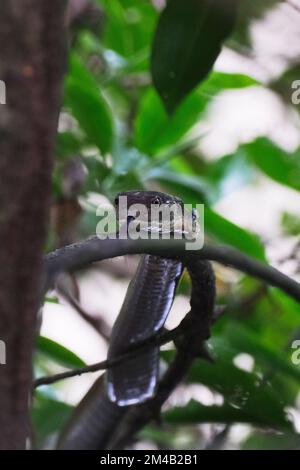 Uno scatto verticale del serpente del re cobra sul ramo dell'albero nella giungla Foto Stock