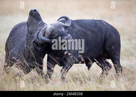 Due bufali africani misurano la loro forza, corna sono bloccate e difficili da separare, lotta intensa, Masai Mara, Olare Motorogi Conservancy, Kenya. Foto Stock