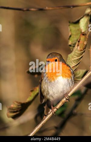 Robin con piume soffiato mantenere caldo e godersi il sole mentre appollaiato su un ramo Foto Stock