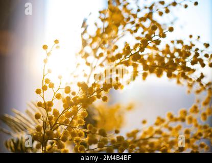 fiori primaverili. Mimosa sullo sfondo del sole, concetto del 8 marzo, felice giorno delle donne. macro e immagine ravvicinata Foto Stock