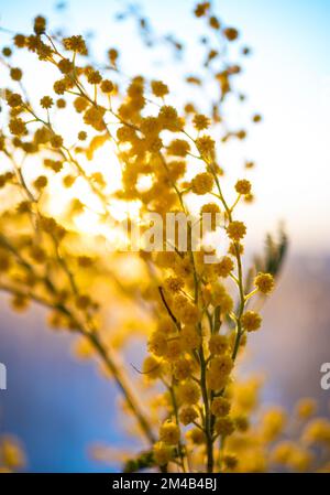 fiori primaverili. Mimosa sullo sfondo del sole, concetto del 8 marzo, felice giorno delle donne. macro e immagine ravvicinata Foto Stock