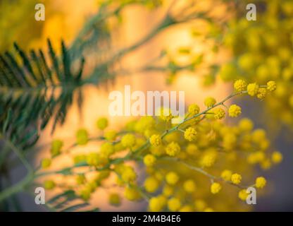 fiori primaverili. Mimosa sullo sfondo del sole, concetto del 8 marzo, felice giorno delle donne. macro e immagine ravvicinata Foto Stock