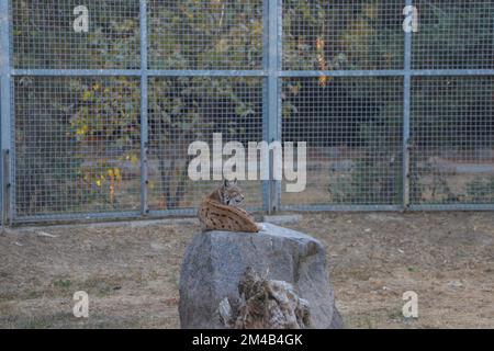 Lynx che riposa su una roccia nello zoo Foto Stock