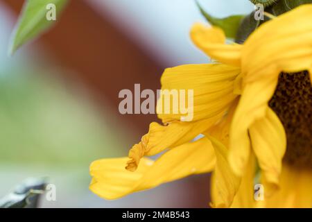 Girasole appassito, primo piano pianta, petali gialli ritorti, profondità di campo poco profonda. Foto Stock