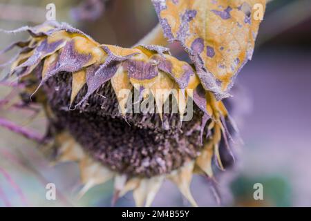 Girasole appassito, primo piano pianta, petali gialli ritorti, profondità di campo poco profonda. Foto Stock