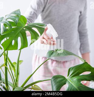 una ragazza spruzza acqua su una casa di monstera pianta. Vita ecologica, lavori di casa. primo piano Foto Stock