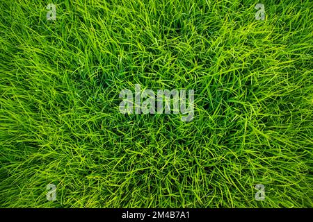 Verde pianta pianta pianta pianta pianta pianta sfondo carta da parati Foto Stock