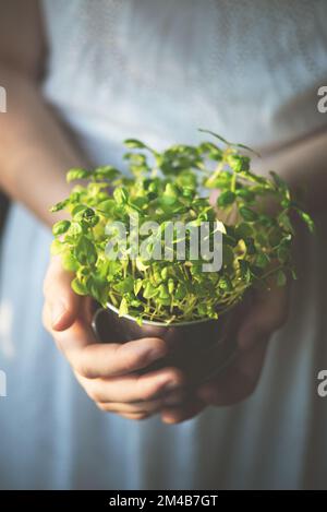 il basilico micro-verde cresciuto è tenuto dalle mani di una donna in un vestito bianco. Foto tinta. Macro e immagine ravvicinata Foto Stock