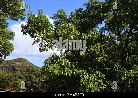 Mancinella (Hippomane mancinella) specie nei Caraibi. Albero tossico pericoloso. Tutte le parti dell'albero sono velenose o tossiche. Foto Stock