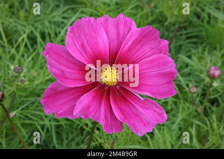 Fiore di Astro messicano (Cosmos bipinnatus 'Sensation') Foto Stock