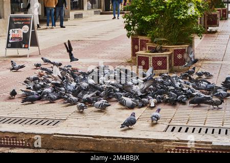 Piccioni in una strada marocchina Foto Stock