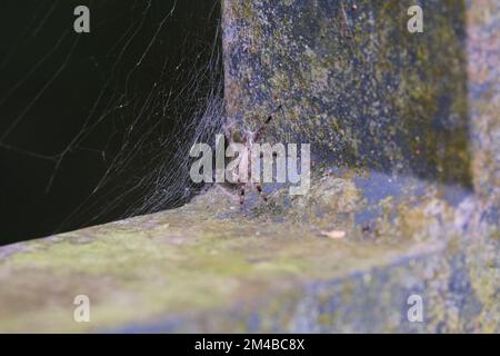 Un primo piano di un ragno di citricola di Cyrtophora sulla sua tela Foto Stock