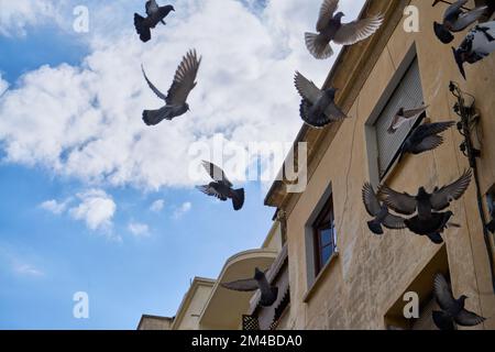 Piccioni che volano in una strada marocchina Foto Stock