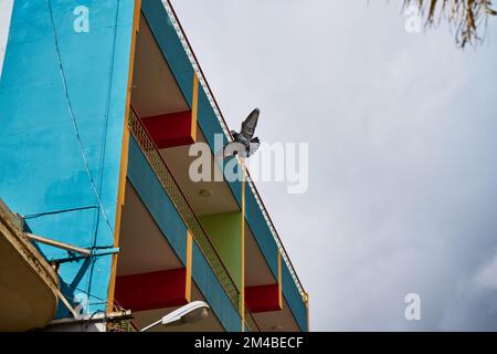 Piccioni che volano in una strada marocchina Foto Stock