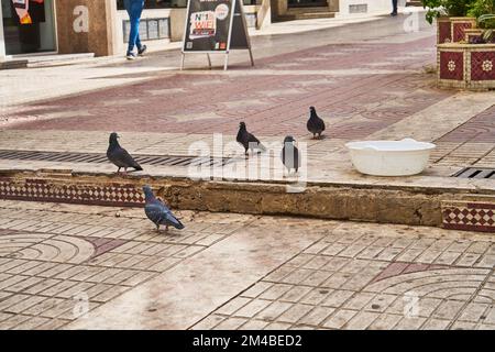 Piccioni in una strada marocchina Foto Stock