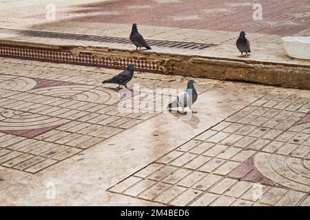 Piccioni in una strada marocchina Foto Stock