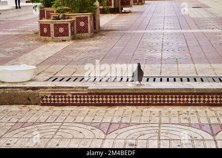 Piccioni in una strada marocchina Foto Stock