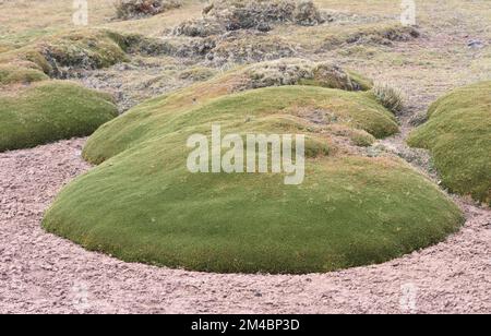 Cuscini di vegetazione che crescono nelle Ande sopra San Mateo. Queste piante a bassa crescita prosperano in un ambiente duro, spazzato dal vento, spesso congelato e boggy Foto Stock