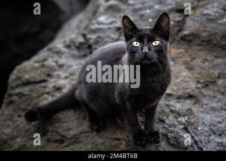 Gatto nero con occhi intensi seduti su una roccia all'aperto Foto Stock