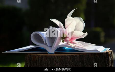 delicato fiore di magnolia su un libro aperto, le cui pagine sono ripiegate a forma di cuore. Ciao primavera. giorno di sole. attività ricreative all'aperto, concetto lov Foto Stock